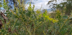 Acacia cultriformis