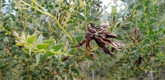 Acacia cultriformis