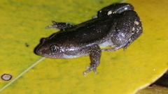 Elachistocleis nigrogularis
