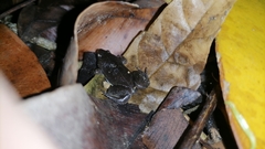 Elachistocleis nigrogularis
