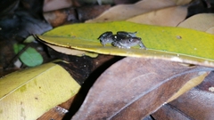 Elachistocleis nigrogularis