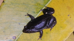 Elachistocleis nigrogularis