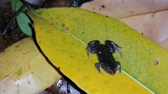 Elachistocleis nigrogularis