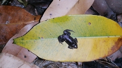 Elachistocleis nigrogularis
