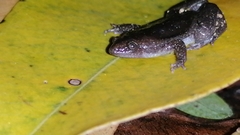 Elachistocleis nigrogularis
