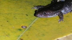 Elachistocleis nigrogularis