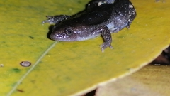 Elachistocleis nigrogularis