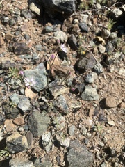 Hesperolinon congestum