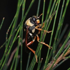 Perga dorsalis