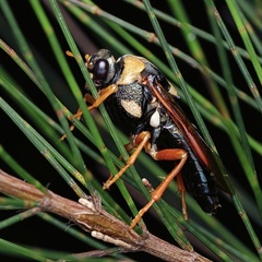 Perga dorsalis