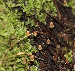 Mycena mamaku