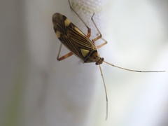 Rhabdomiris striatellus