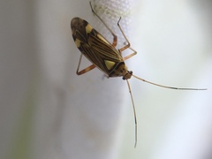 Rhabdomiris striatellus