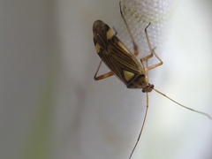 Rhabdomiris striatellus