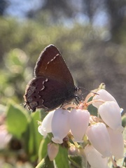 Callophrys muiri