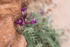 Astragalus zionis