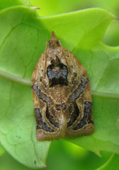 Adoxophyes privatana