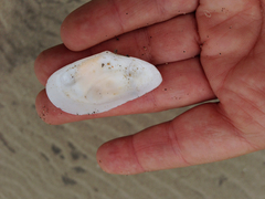 Megangulus bodegensis