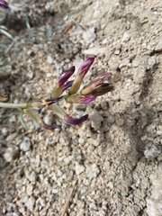 Astragalus casei