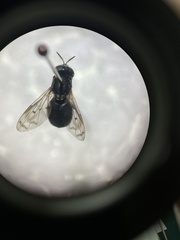 Brachycera