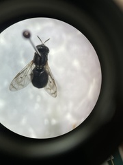 Brachycera
