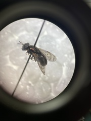 Brachycera
