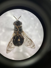 Brachycera