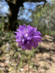 Dichelostemma