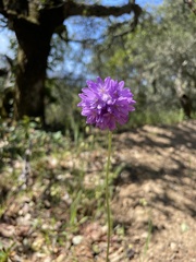 Dichelostemma