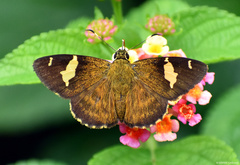 Celaenorrhinus dhanada