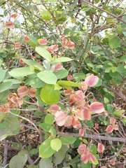 Combretum lanceolatum