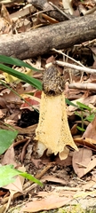 Phallus lutescens