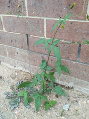 Bidens pilosa