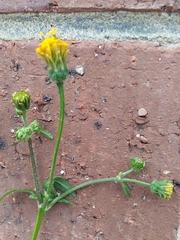 Bidens pilosa
