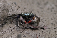 Parasesarma eumolpe