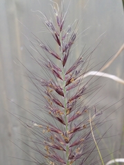 Cenchrus setaceus