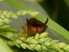 Apterygida albipennis
