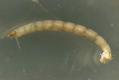 Coelopynia