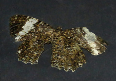 Amblychia hymenaria
