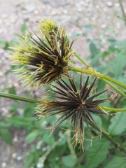 Bidens pilosa