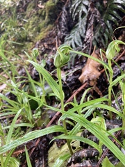 Pterostylis australis