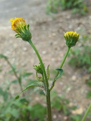 Bidens pilosa