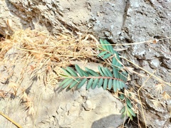 Phyllanthus virgatus