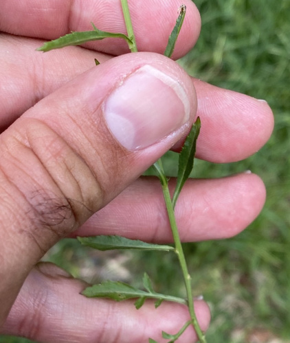 Wandering Pepper Cress (Lepidium peregrinum)