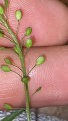 Lepidium peregrinum