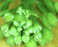 Lepidium peregrinum