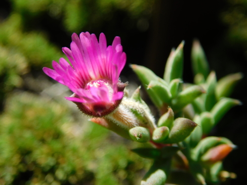 Trichodiadema gracile