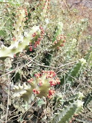 Euphorbia antiquorum