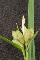 Carex corrugata