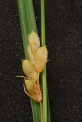 Carex corrugata
